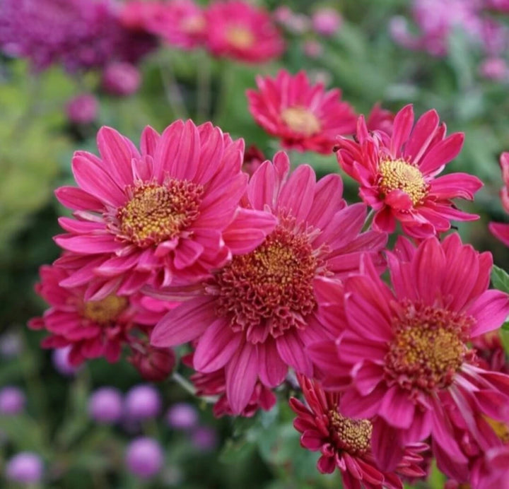 Fresh Chrysanthemum Flower Seeds for Planting - NON GMO Seeds