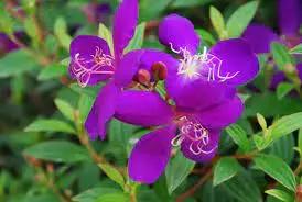 Purple Tibouchina Flower Seeds for Planting - NON GMO Seeds Dhara Seeds