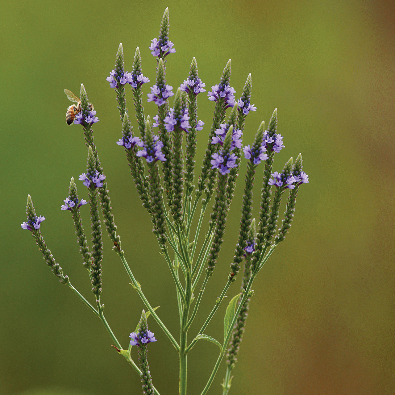 Verbena - Blue Vervain