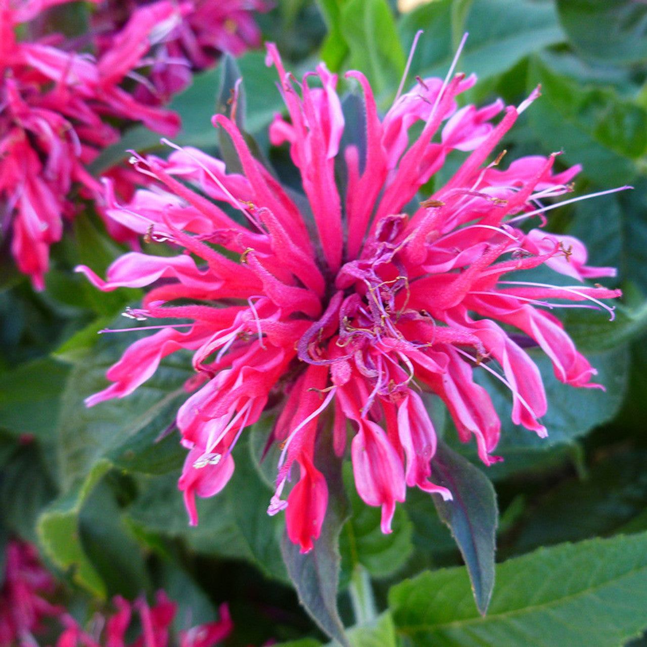 Monarda Balmy Rose