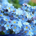 Myosotis Flower Seeds Fresh for Planting NON GMO Seeds Dhara Seeds