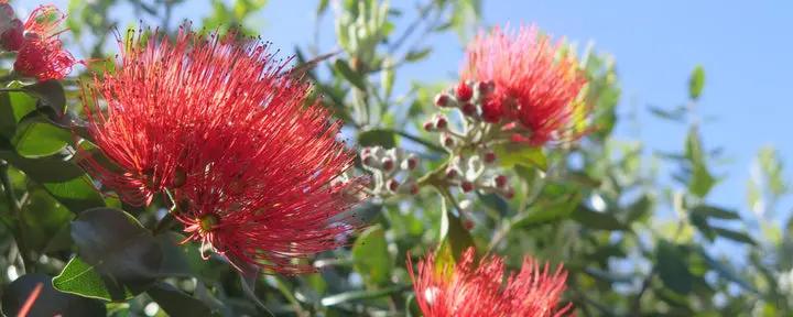 Red Pohutukawa Flower Seeds for Planting Dhara Seeds