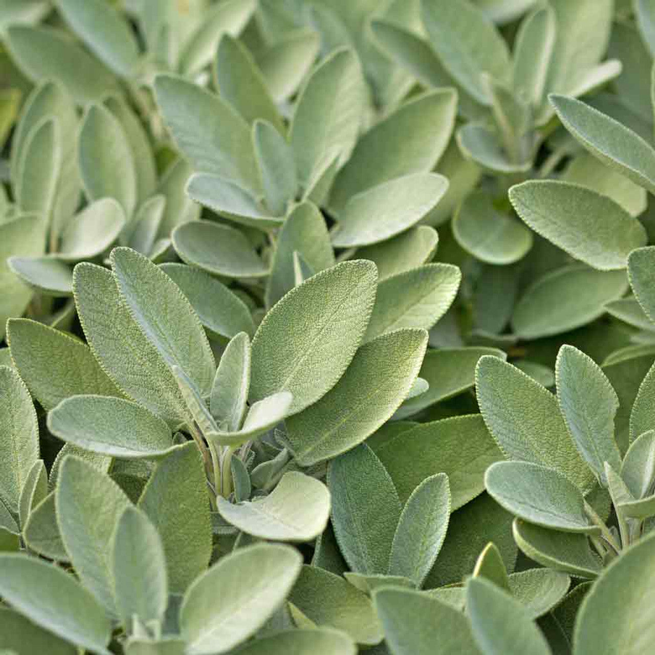 Sage Seeds (Organic)