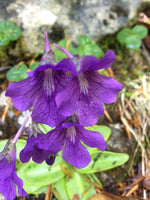Blue Pinguicula Grandiflora Plant Seeds for Planting - 100 seeds for planting in home garden