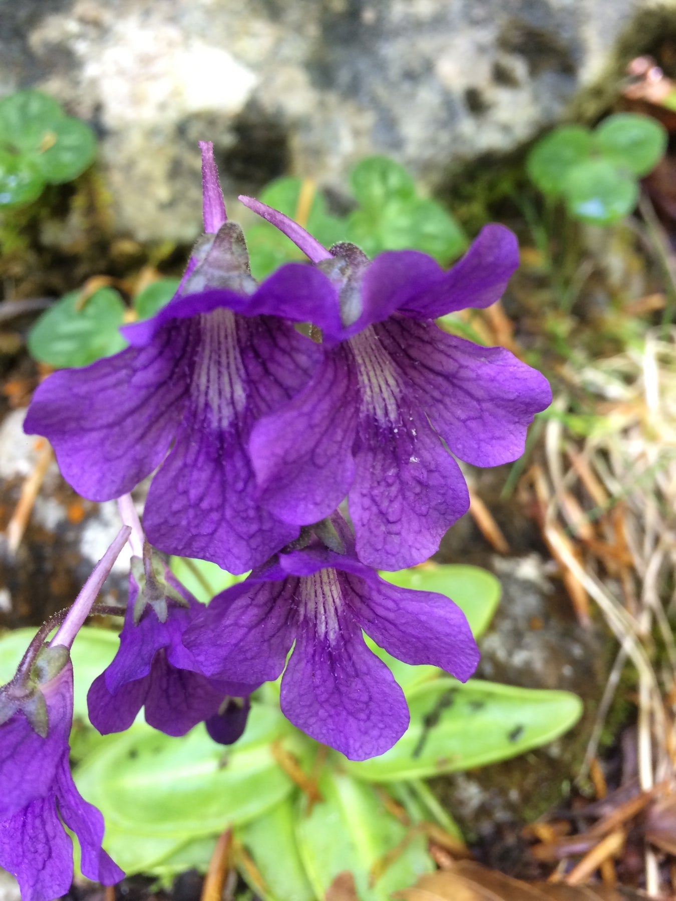 Blue Pinguicula Grandiflora Plant Seeds for Planting - 100 seeds for planting in home garden