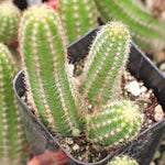 Heirloom Echinopsis Chamaecereus Plant Seeds, Non-GMO Cactus Blooms for Succulent Garden Planting for planting in home garden