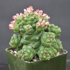 Monadenium Plant Seeds for Planting, Green, NON GMO Seeds seeds for planting in home garden