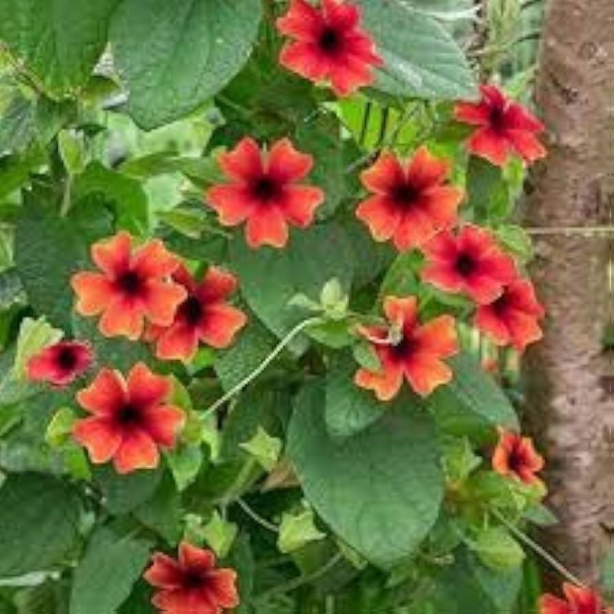 Alata Flower Seeds for Planting, 100 seeds for planting in home garden