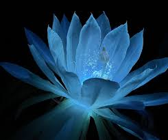 Light Blue Epiphyllum Flower Seeds for Planting, 100 seeds for planting in home garden