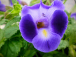 Heirloom Non-GMO Purple Torenia Kauai Flower Seeds | Shade-Loving Wishbone Plant Seeds for Hanging Baskets seeds for planting in home garden
