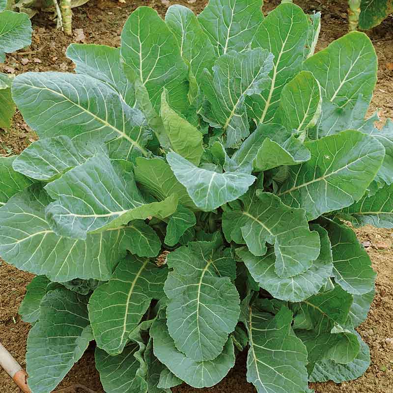 Green Collard Greens Plant Seeds for Planting NON GMO Seeds seeds for planting in home garden