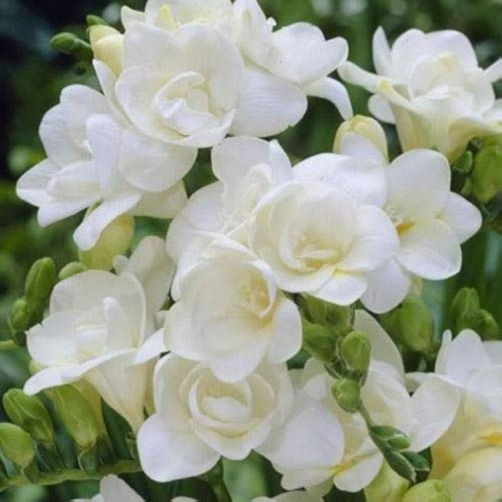 Freesia Flower Seeds for planting in home garden