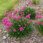 Pink Thrift Joystick Flower Seeds for Planting - 100 seeds for planting in home garden