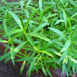 Tarragon Plant Seeds for Planting - 100 seeds for planting in home garden