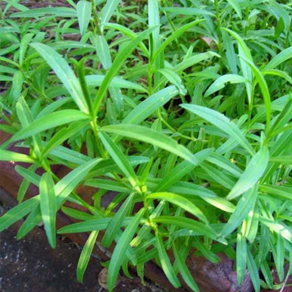 Tarragon Plant Seeds for Planting - 100 seeds for planting in home garden