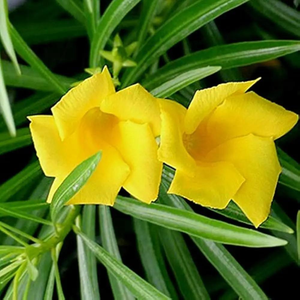Thevetia Neriifolia Seeds for Planting - 100 seeds for planting in home garden