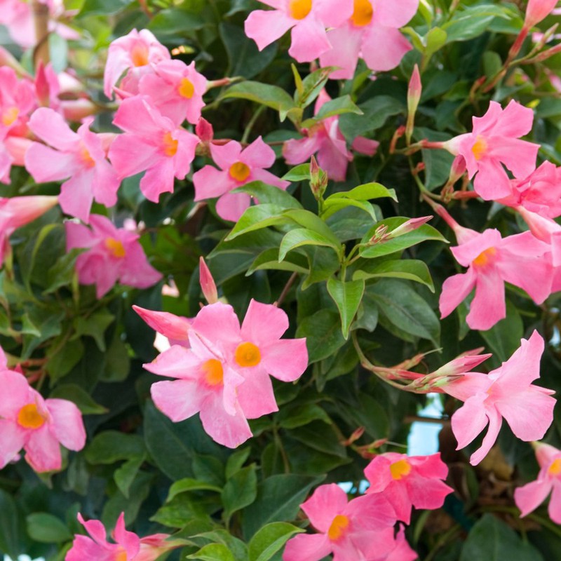 Heirloom Non-GMO Trepadoras Flower Seeds for Climbing Vine and Vertical Garden Planting for planting in home garden
