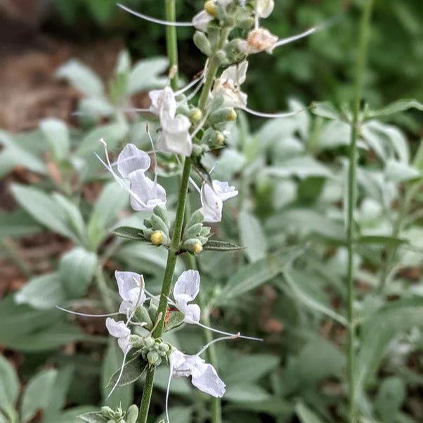 Sage (Sage scientific name) for planting in garden