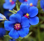Organic Blue Pimpernel Anagallis Flower Seeds for Planting – Heirloom, Non-GMO for planting in your garden.