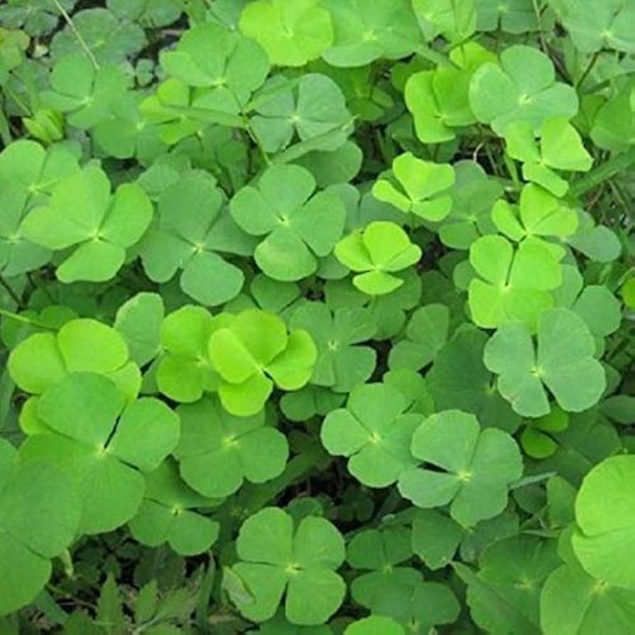 Light Green Clover Plant Seeds for Planting - 100 seeds for planting in home garden