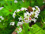 "sweet-woodruff-galium-odoratum-flower-seeds-heirloom-non-gmo"


