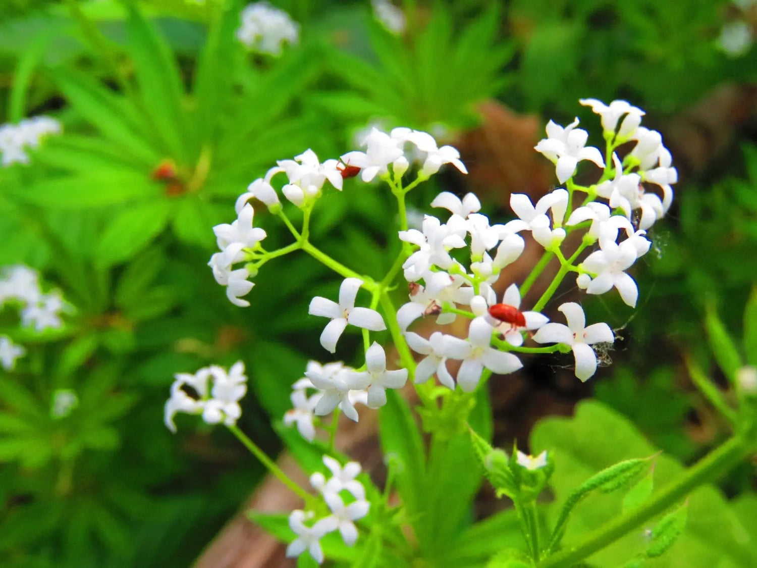 "sweet-woodruff-galium-odoratum-flower-seeds-heirloom-non-gmo"

