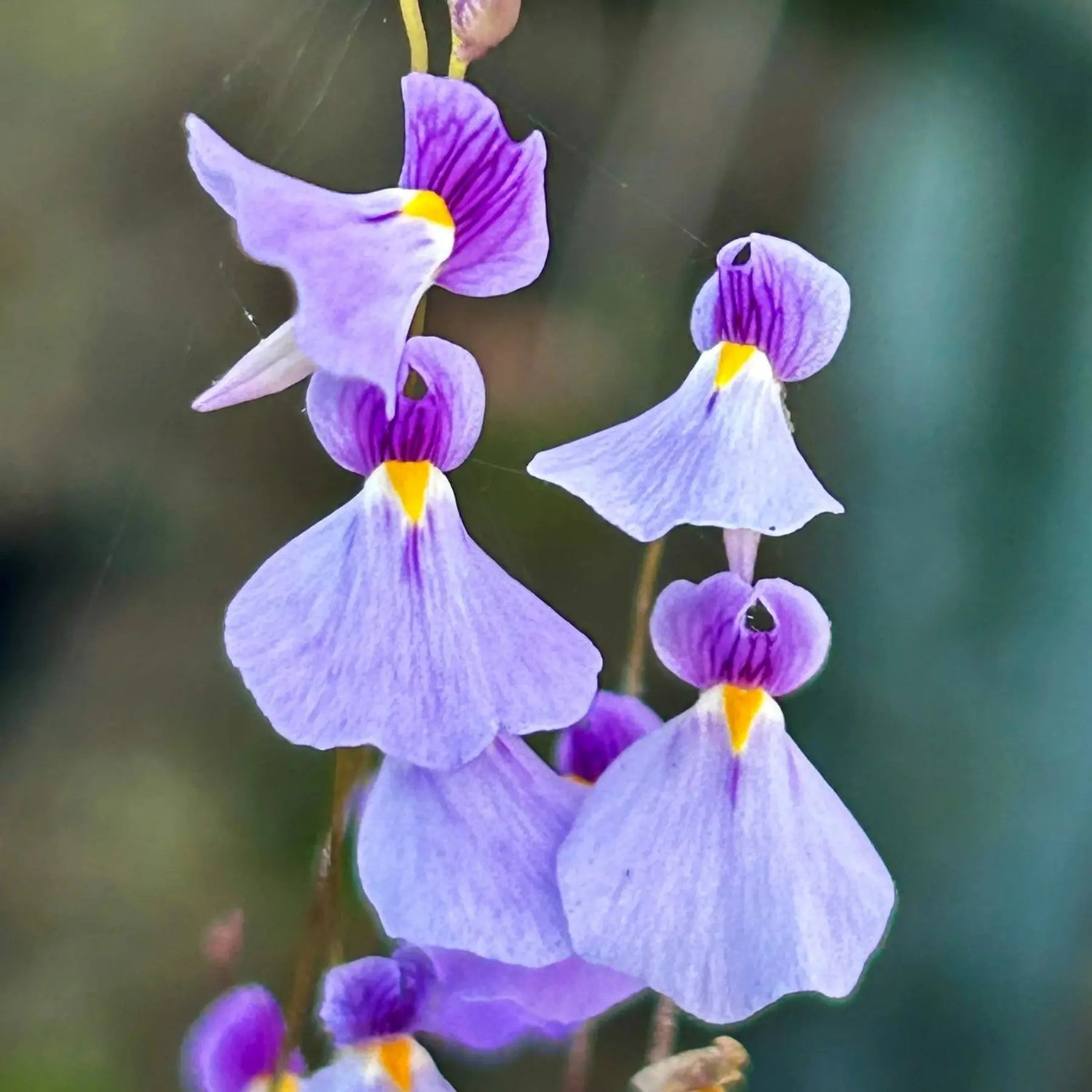 Violet Utricularia Seeds for Planting - NON GMO Seeds seeds for planting in home garden