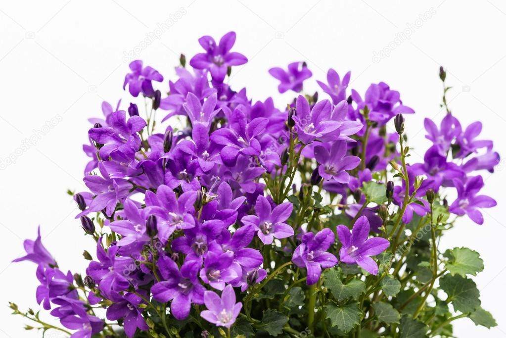 PurplebPortenschlagiana Flower Seeds for Planting - 100 seeds for planting in home garden