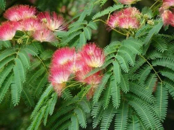 Pink Julibrissin Plant Seeds for Planting - 100 seeds for planting in home garden