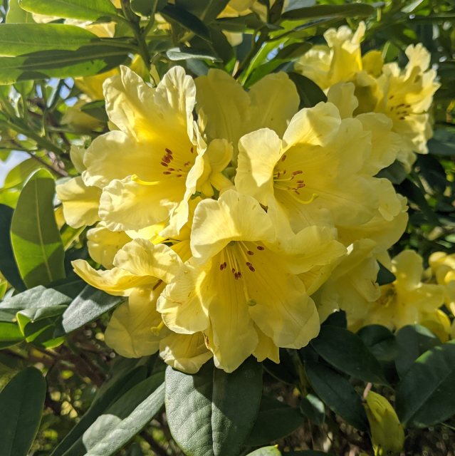 Heirloom Yellow Rhododendron Flower Seeds for Planting – Non-GMO ...