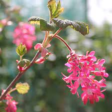 Pink Ribes Sanguineum Flower Seeds for Planting - 100 seeds for planting in home garden