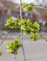 Dark Green Elm Plant Seeds for Planting - 100 seeds for planting in home garden