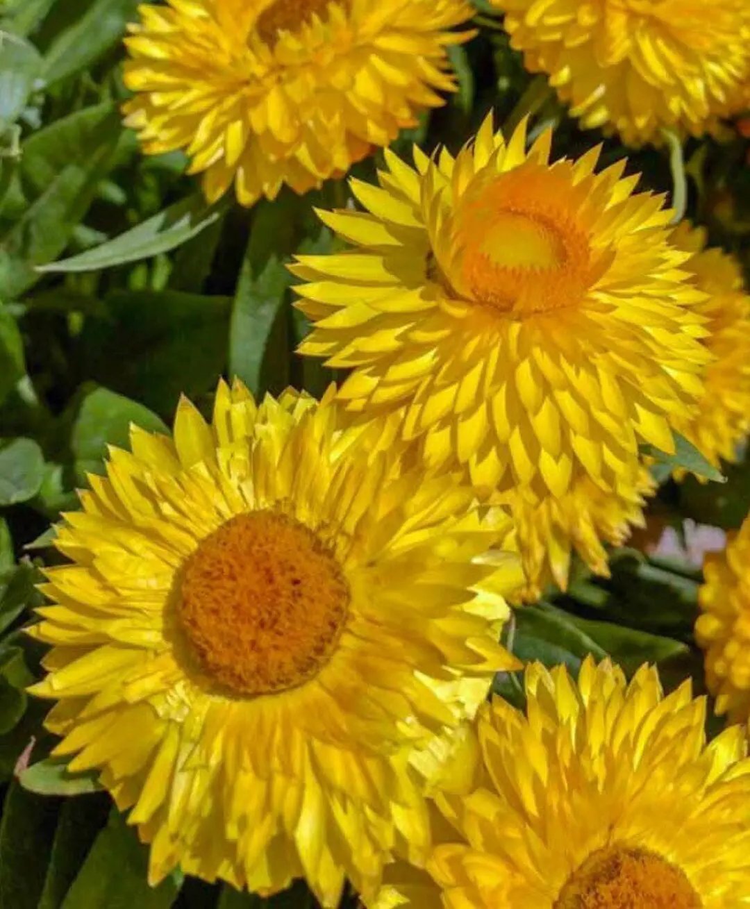 Yellow Strawflower Seeds for Planting - NON GMO Seeds seeds for planting in home garden
