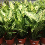 Green Sansevieria Plant Seeds for Planting NON GMO Seeds seeds for planting in home garden