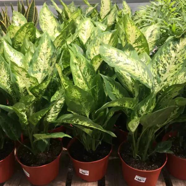 Green Sansevieria Plant Seeds for Planting NON GMO Seeds seeds for planting in home garden