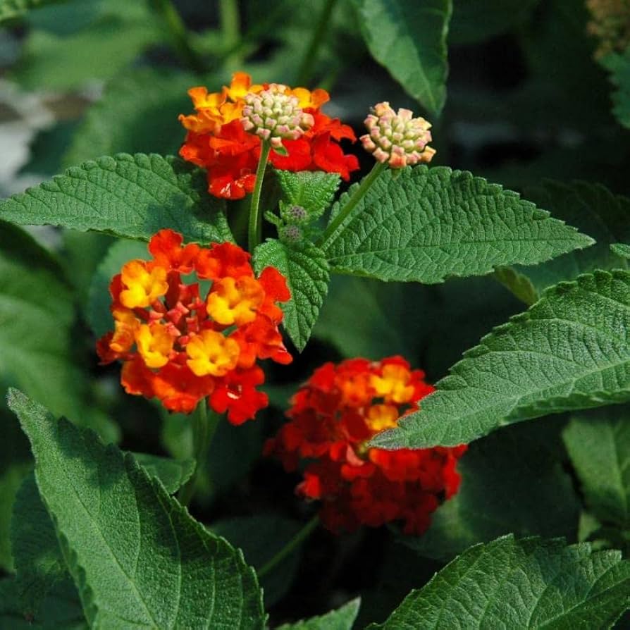 Orange Red Lantana Flower Seeds for Planting - NON GMO Seeds seeds for planting in home garden