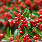 Heirloom Non-GMO Red Firethorn Flower Seeds for planting in home garden