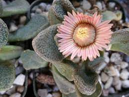 Titanopsis Fulleri Plant Seeds for Planting - 100 seeds for planting in home garden