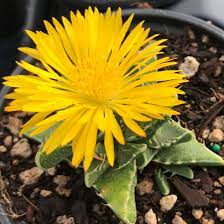 Yellow Faucaria Tigrina Plant Seeds for Planting - 100 seeds for planting in home garden