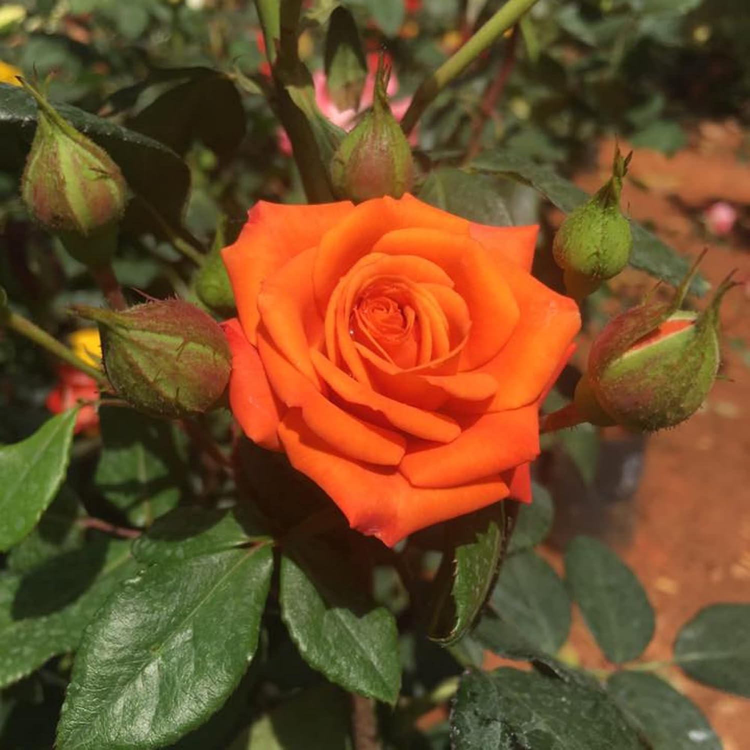 Orange Miniature Rose Heirloom Non-GMO Seeds for Planting – Vibrant ...