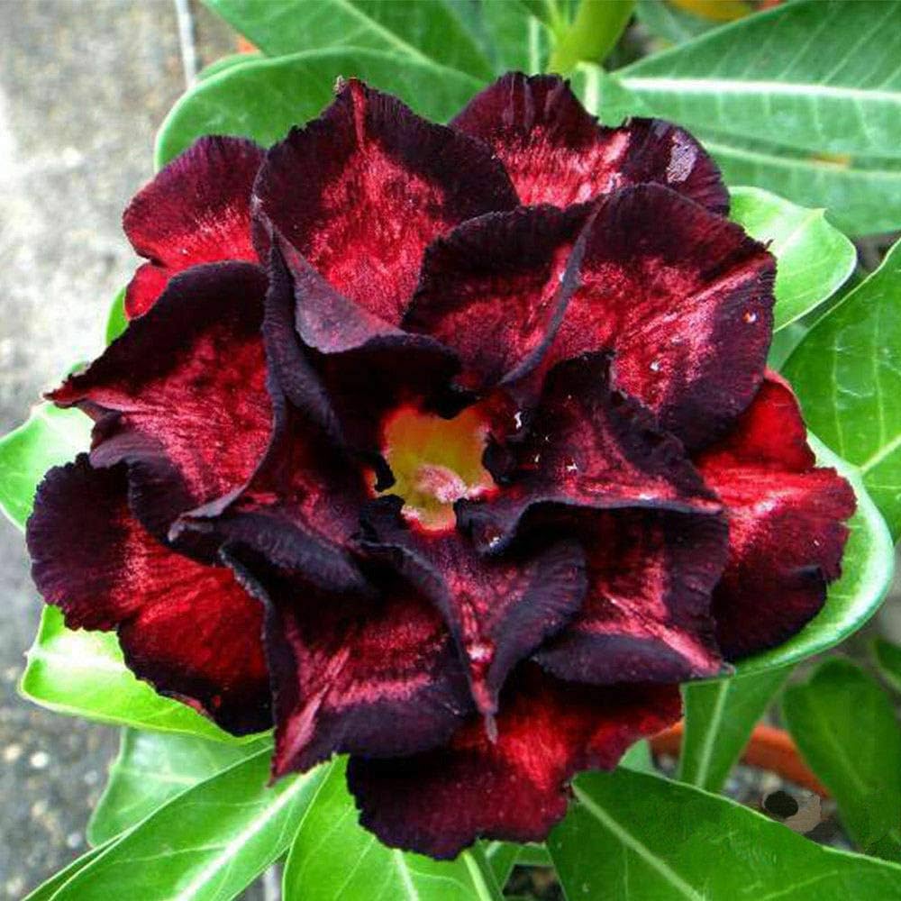 Red (Red scientific name) for planting in garden