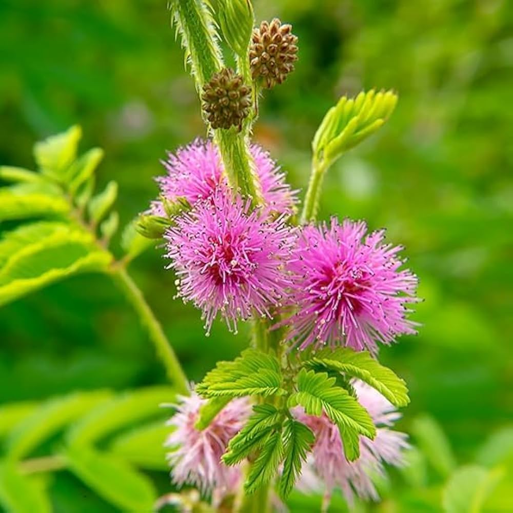 Organic Heirloom Non-GMO Mimosa Pudica (Touch-Me-Not) Seeds for Planting – Pink Blooms seeds for planting in home garden