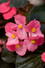 Heirloom Non-GMO Pink Begonia Flower Seeds for Planting – Shade-Loving Ornamental Seeds seeds for planting in home garden