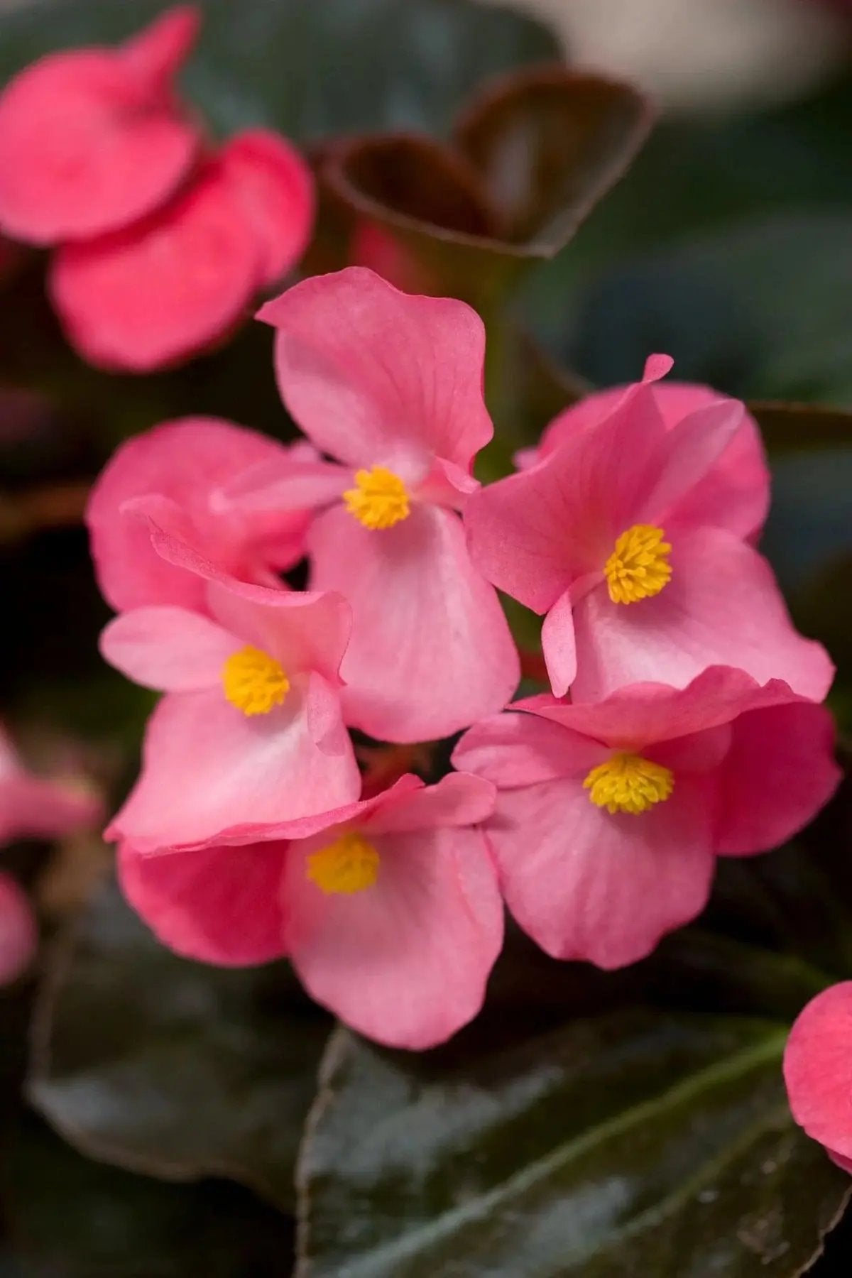 Heirloom Non-GMO Pink Begonia Flower Seeds for Planting – Shade-Loving Ornamental Seeds seeds for planting in home garden