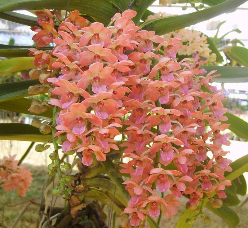 Peach Phalaenopsis Orchid Flower Seeds – Non-GMO Heirloom Seeds for Planting seeds for planting in home garden
