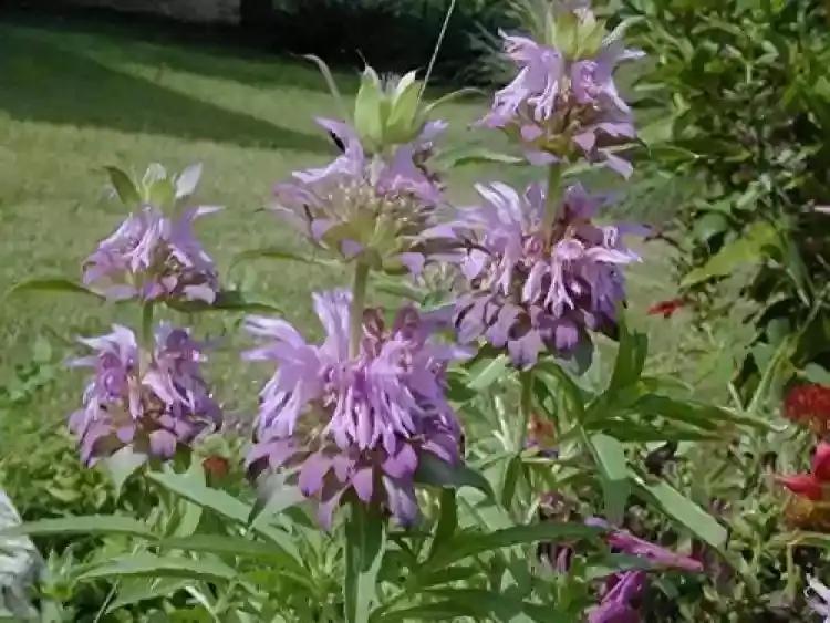 Lavender Lemon Mint Flower Seeds for Planting heirloom & Non-GMO Seeds seeds for planting in home garden