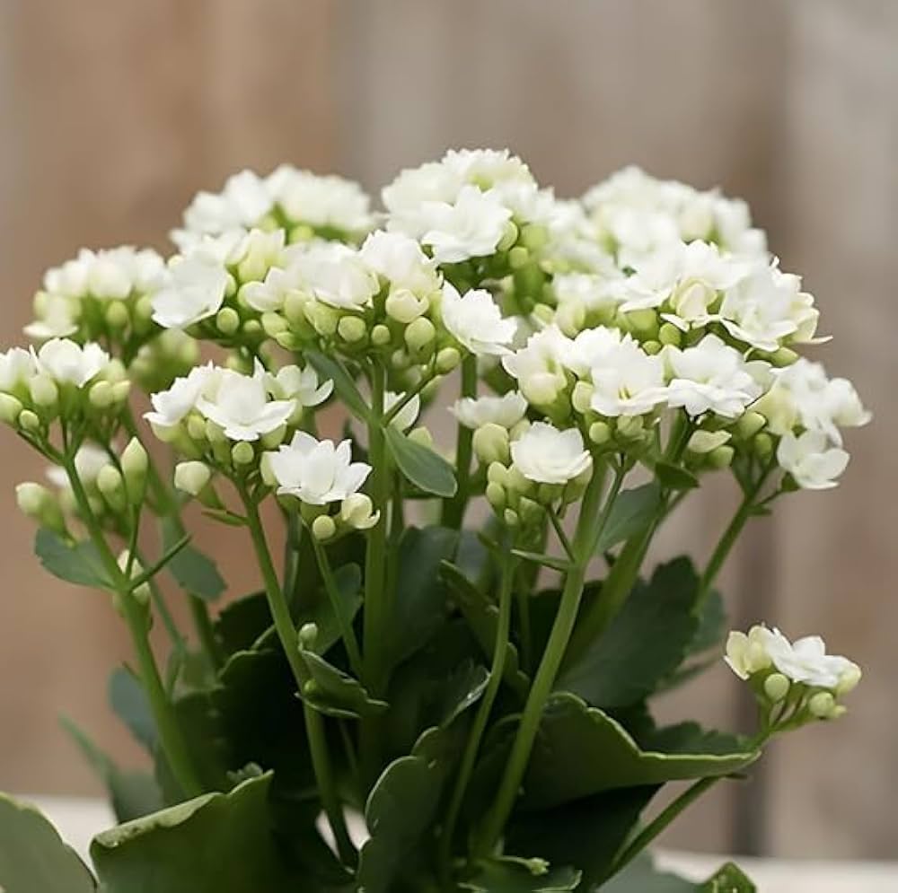 White (White scientific name) for planting in garden