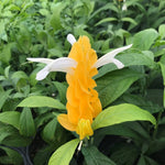 Light Yellow Pachystachys Seeds for Planting - 100 seeds for planting in home garden
