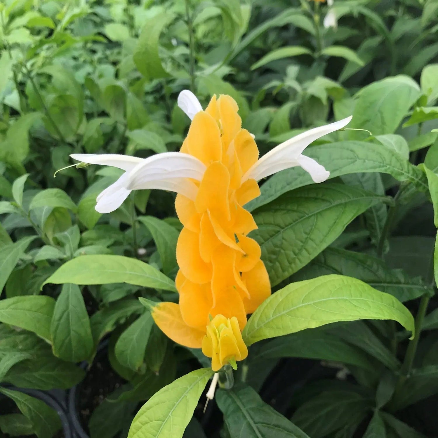 Light Yellow Pachystachys Seeds for Planting - 100 seeds for planting in home garden