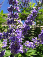 Purple Angus Castus Flower Seeds for Planting - 100 seeds for planting in home garden